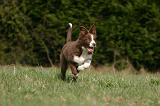 BORDER COLLIE 1565